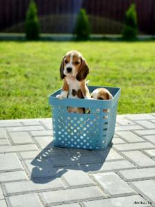 Бигль / Beagle