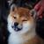 Сиба-ину / Shiba Inu - 700€