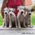 Parson Russell terrier puppies