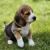 Бигль / Beagle