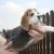 Бигль / Beagle