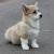 Вельш корги пемброк / Welsh corgi pembroke
