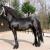 Pārdodu ģimenes melnās ķēves zirgu - 3,000€