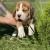 Бигль / Beagle