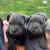 CANE CORSO (Itāļu šķirne) - 870€