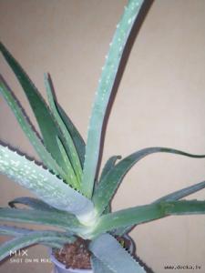 Alveja / Алоэ / Aloe vera