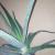 Alveja / Алоэ / Aloe vera - 8€