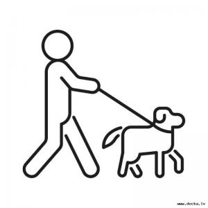 Suņu staidzināšana / Выгул собак / Dog walking