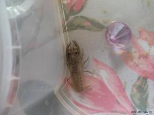 Vēži / Раки / Crawfishes