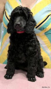 Малый пудель